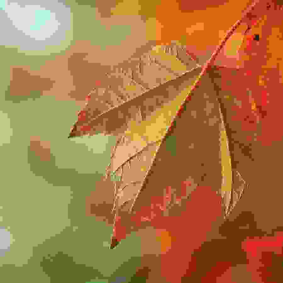 schritte_ch_wolfgang_weigand_blog_herbst24_900x900.jpg