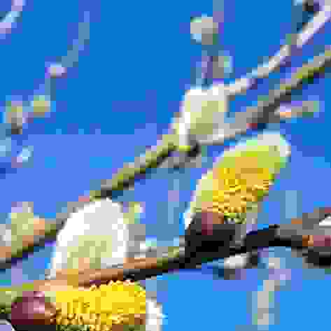 fruehling_2025.jpg