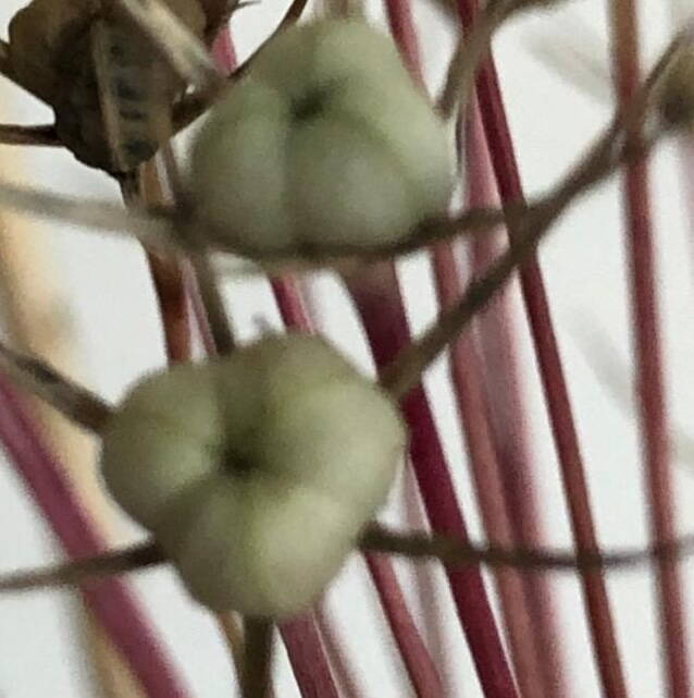 knospen_mit_stengel_variante.jpeg knospen_mit_stengel_variante.jpeg